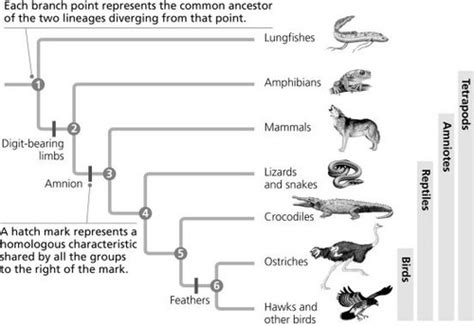 evolutionary theory quizlet|descent with modification describes the process of.